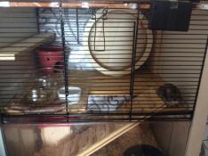 En liten brun hamster i et Qute bur med tretilbehør inni