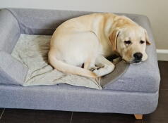 En hund hviler på sin grå seng med bolster topper