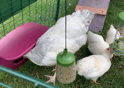 Kyllinger som fôres fra en stor mater og en Caddi og en hengende pikkleke