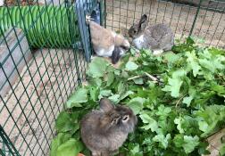 Tre kaniner som bruker sin grønne tunnel fra hytta
