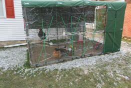 En Omlet i hønsegård med abbor.