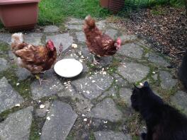Katt og kyllinger som deler en bolle med eggerøre!