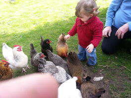 En ung jente som leker med mange høner i en hage