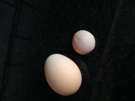 Disse eggene var fra samme høne samme dag