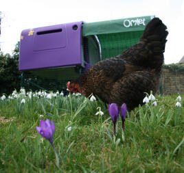 Kylling i hagen med lilla Eglu Cube hønsegård i bakgrunnen med løpe- og skyggedeksel