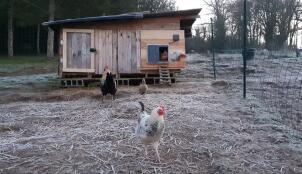 Kyllinger utenfor et hønsehus i tre med Autodoor montert
