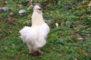 En hvit luftig kylling på gress