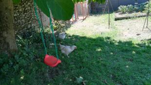 To høner på beite i en hage med huske