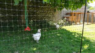 En hvit kylling i en hage bak kyllinggjerde
