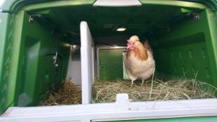 En kylling inne i et stort hønsehus med grønn Cube