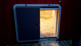 En Omlet automatisk døråpner med lys for å lede kyllingene hjem!
