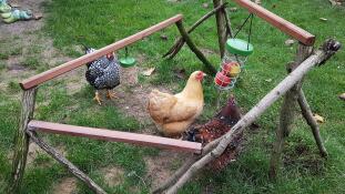 Kyllinger med Omlet Caddi og hakkeleke