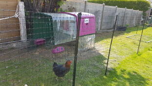 Lilla Eglu Cube stort hønsehus og løp i hagen med kylling og Omlet kyllinggjerde