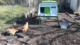To oransje kyllinger i en hage med en stor grønn Cube