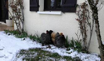 Kyllinger i Snow