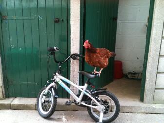 En kylling som står på en sykkel