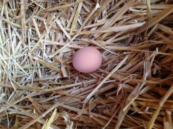 Å finne et ferskt egg hver morgen i reiret er fantastisk