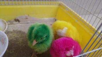 Tre kyllinger med forskjellig farge hver, en grønn, en rosa og en gul