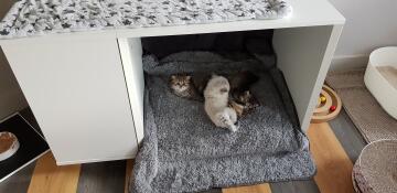 Kattunger som legger seg i Omlet Maya Nook