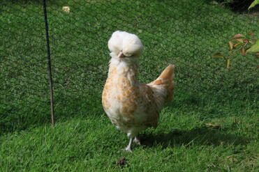 Kylling i hagen