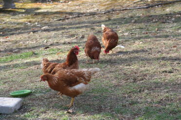 Kyllinger i hagen