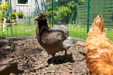To kyllinger som skraper rundt i hønsegården deres.