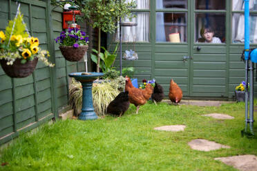 4 høner i hagen