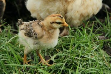 Legbar kylling i gresset