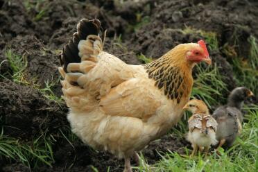 Sussex høne med sine 2 kyllinger i hagen