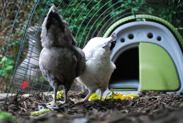 Kyllinger elsker å leke i kyllingbakkene deres.