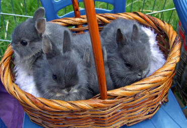 3 søte kaniner i en kurv