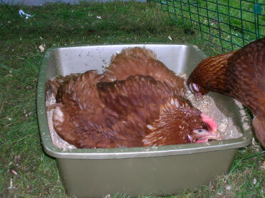 Kyllingene våre elsker støv å bade i et kattestrø full av sand og sagflis, de liker å spise det også.