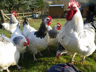 6 kyllinger poserer i hagen