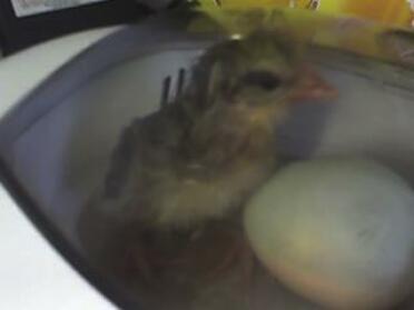 Første kylling som klekker ut inkubatoren! Navngitt Emily By My Niece x