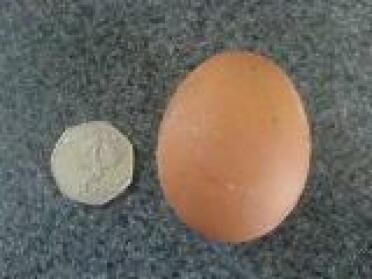 Det første egget 21. mars 8. Dolce's