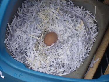 Vårt første egg. Det beste påskeegget noensinne!