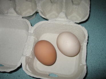 lite brunt 1. egg Eggvinas lille beige 1. egg Eggna