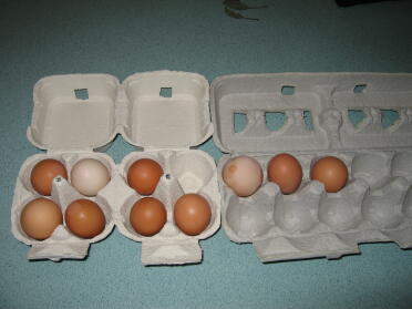 Dag 6 antall egg minus den som ikke hadde noe skall