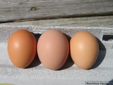 Gårsdagens egg er det en Plomme rødme i midten? Jeg tror at vi er ferdige med ingen skall egg ingen i 2 dager og deretter denne skjønnheten først i denne fargen. De andre 3 legger brune egg.