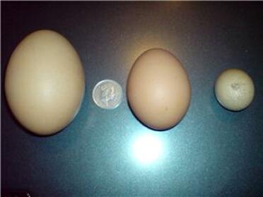 Et 129g egg lagt av en av Mitchells høner 2. april 2008
