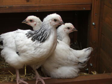 3 kyllinger i coop