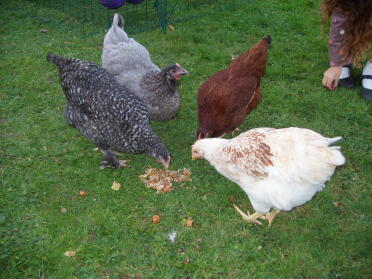 Jentene mine Serafina, Dave, Buck Buck Baar og Amber spiser litt kyllinggrøt