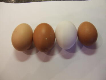 De første 4 eggedagene