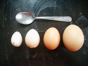 Vi har nå to lag. Det første og fjerde egget er et vaktelegg og et kjøpt egg for skala. Den tredje fra venstre er et vanlig egg fra en av hønsene mine, og den andre fra venstre er et nytt, mykt egg.