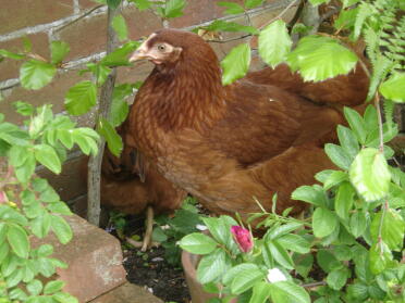 Kylling i planter sengetøy
