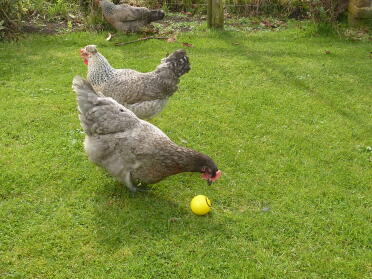 3 kyllinger med en hakke en ball