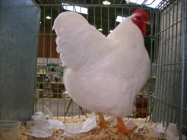 Hvit kylling i bur