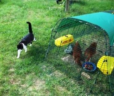 2 kyllinger i Eglu hønsegård med katt ute