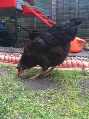 Kyllingpecking med rød Eglu hønsegård i bakgrunnen