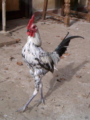 Kylling med utstrakte ben
